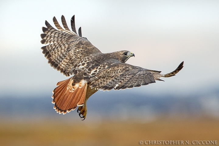 Red-tailed Hawk