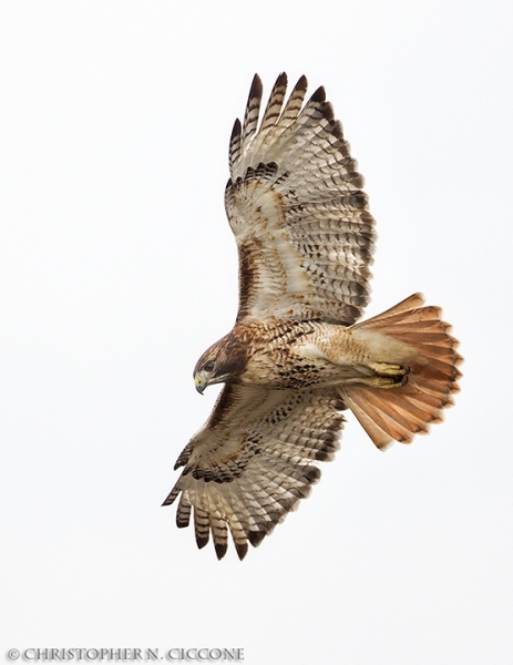 Red-tailed Hawk