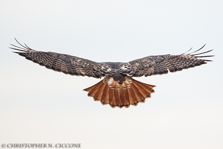 Red-tailed Hawk