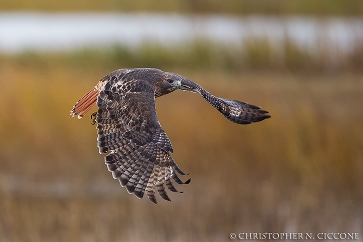 Red-tailed Hawk