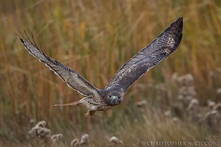 Red-tailed Hawk