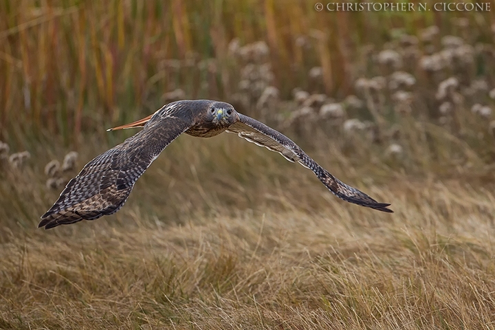 Red-tailed Hawk