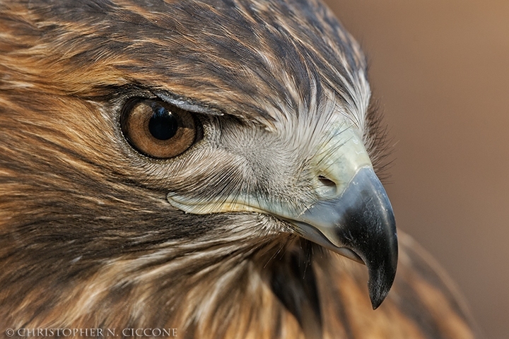 Red-tailed Hawk