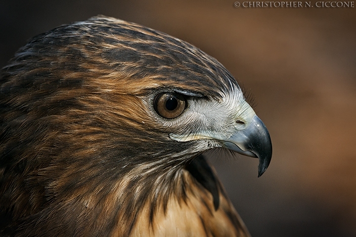 Red-tailed Hawk