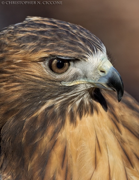 Red-tailed Hawk