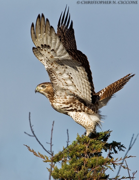 Red-tailed Hawk