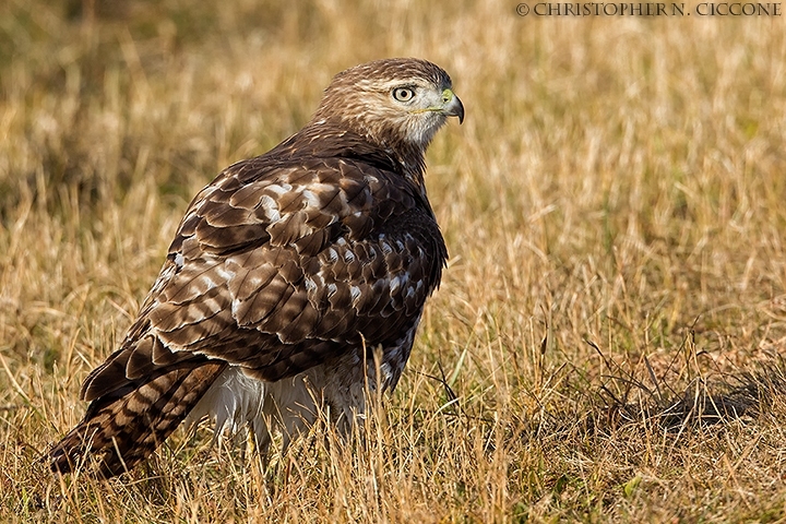 Red-tailed Hawk