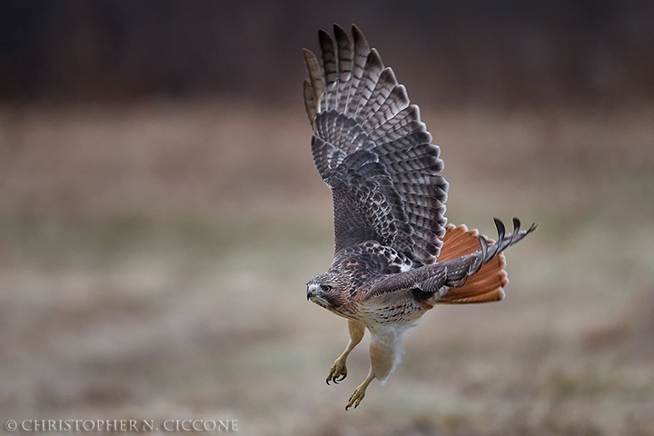 Red-tailed Hawk