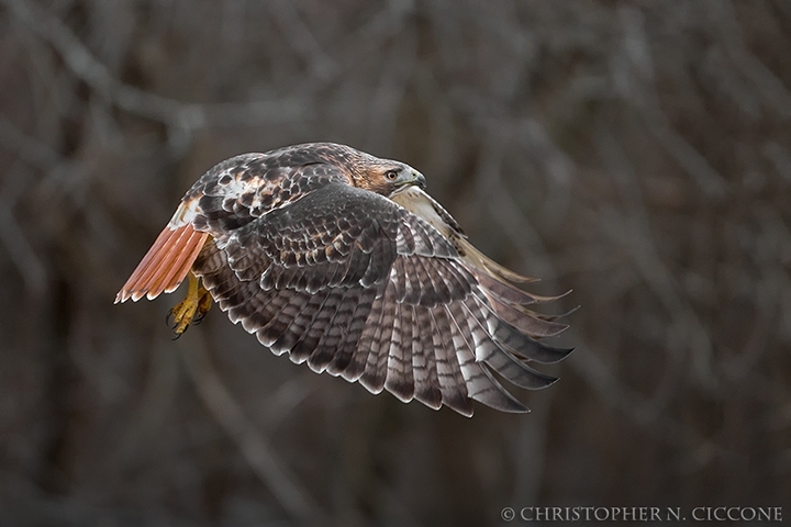 Red-tailed Hawk