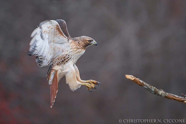 Red-tailed Hawk