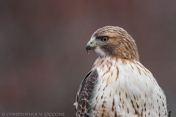 Red-tailed Hawk