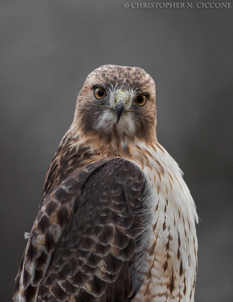 Red-tailed Hawk