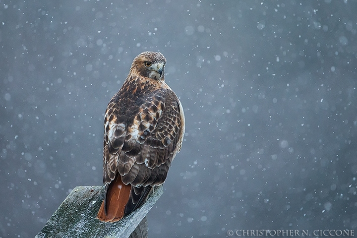 Red-tailed Hawk