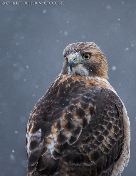 Red-tailed Hawk