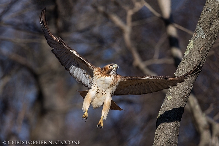 Red-tailed Hawk