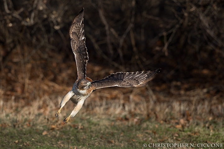 Red-tailed Hawk