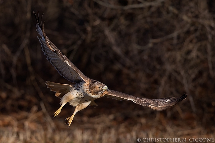 Red-tailed Hawk