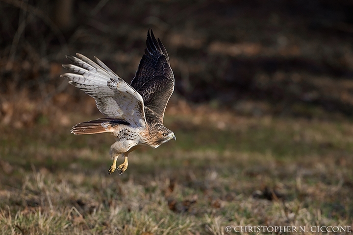 Red-tailed Hawk