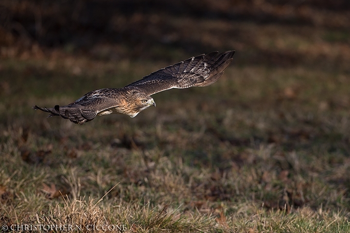 Red-tailed Hawk