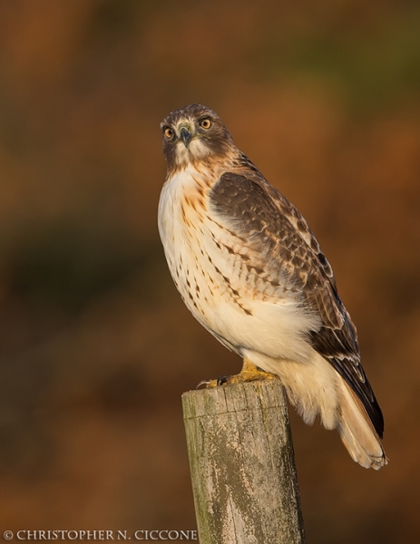 Red-tailed Hawk