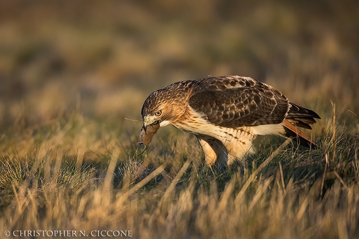 Red-tailed Hawk