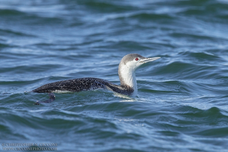 Red-throated Loon