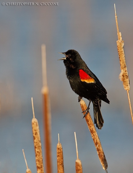 Red-winged Blackbird