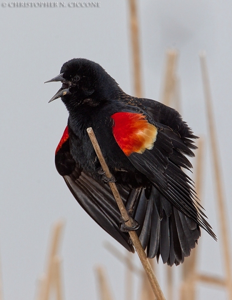 Red-winged Blackbird