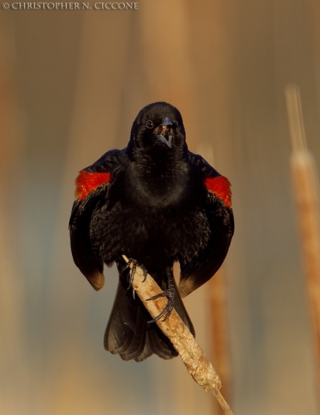 Red-winged Blackbird