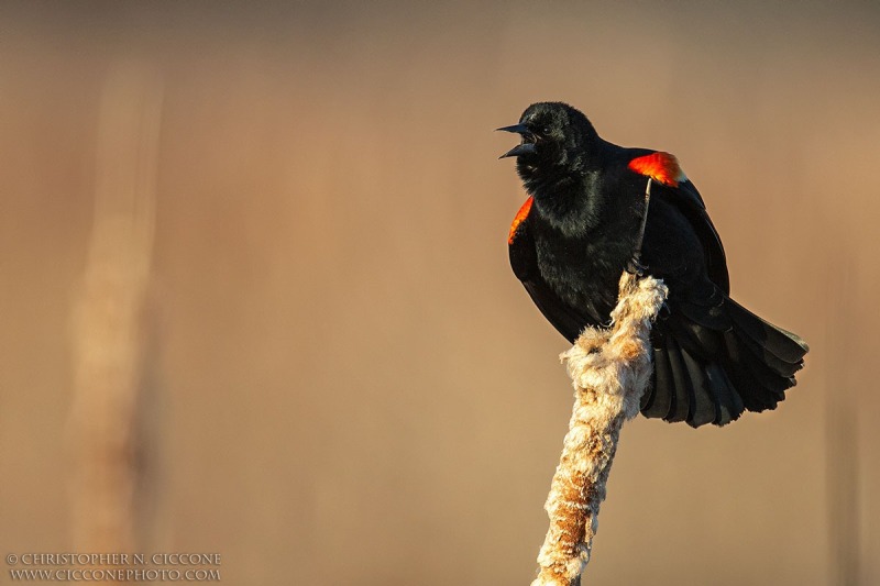 Red-winged Blackbird