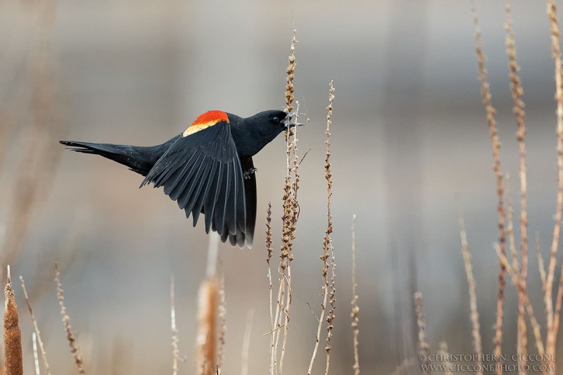 Red-winged Blackbird