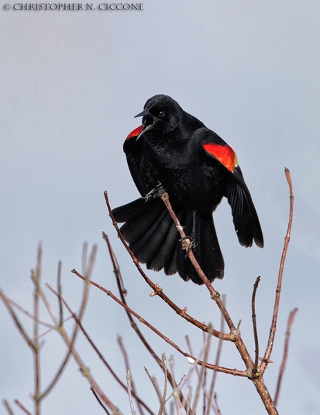 Red-winged Blackbird