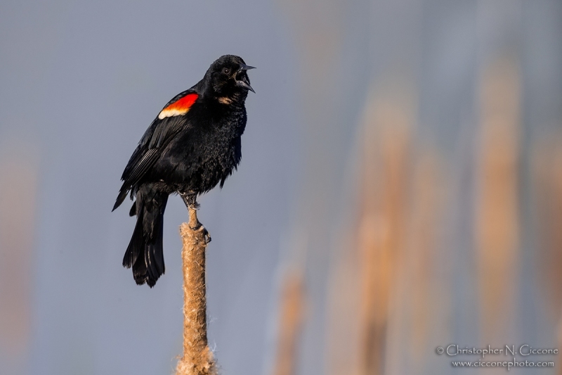 Red-winged Blackbird