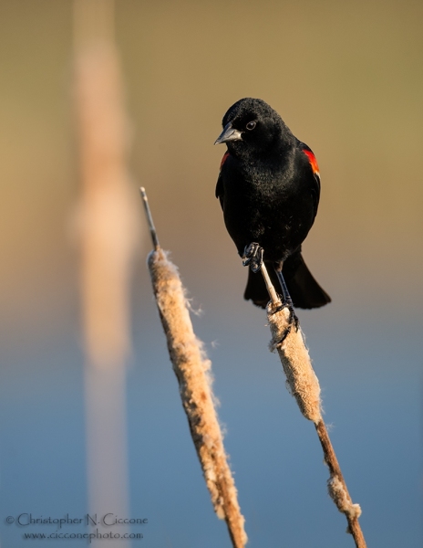 Red-winged Blackbird