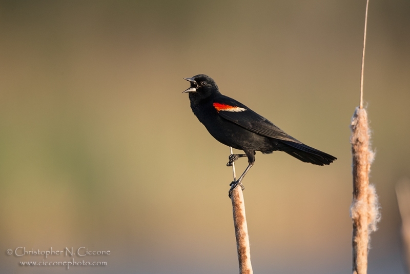 Red-winged Blackbird