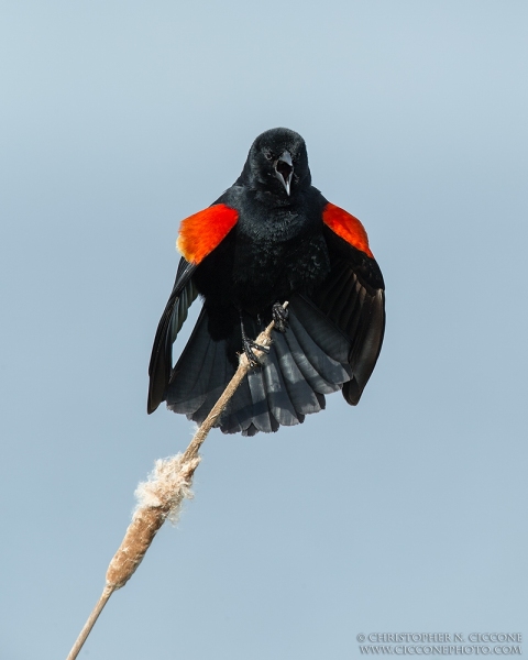 Red-winged Blackbird