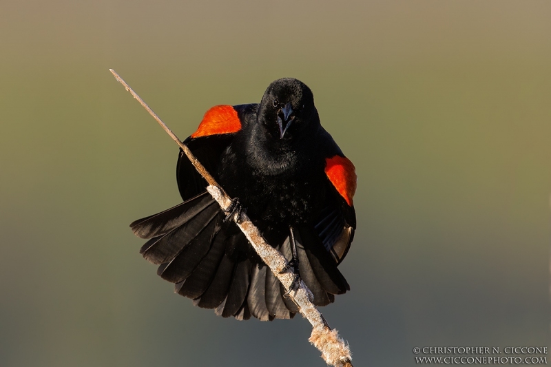 Red-winged Blackbird