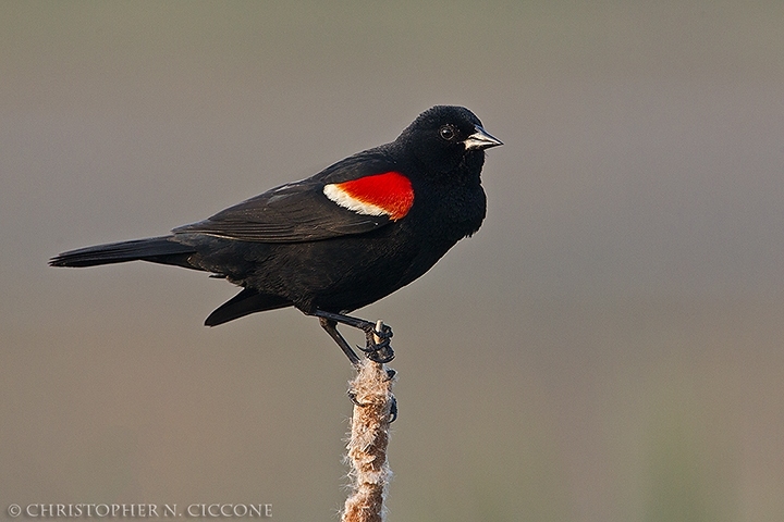 Red-winged Blackbird