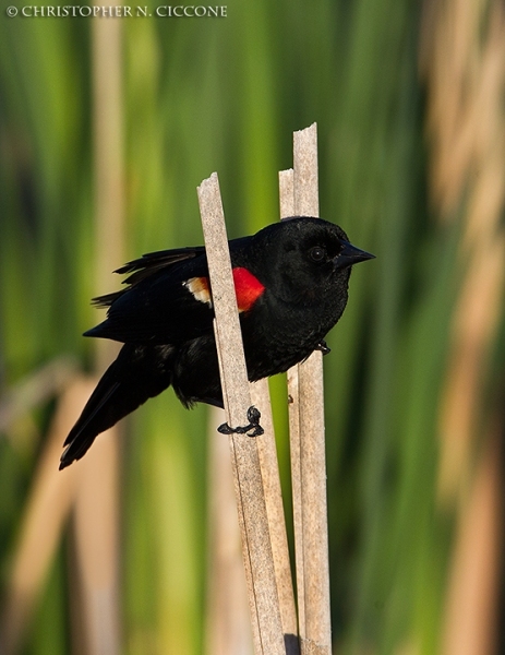 Red-winged Blackbird