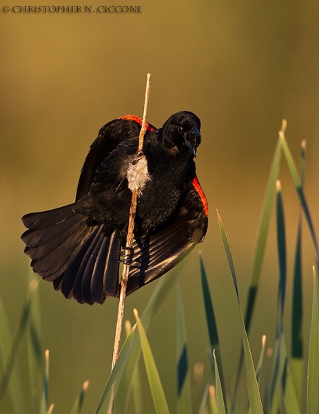 Red-winged Blackbird