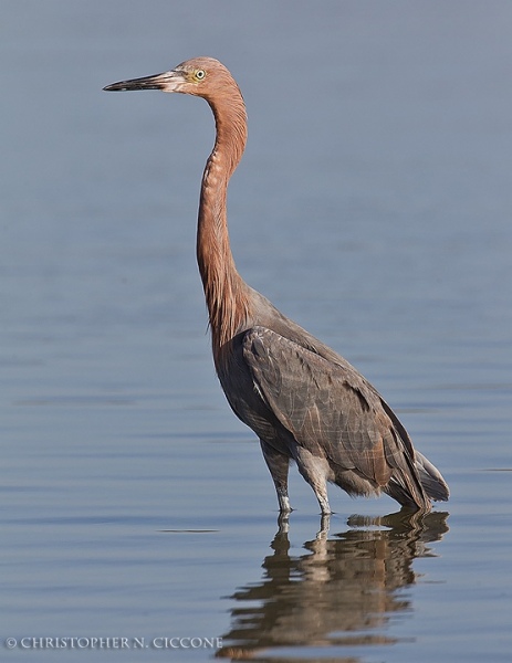 Reddish Egret