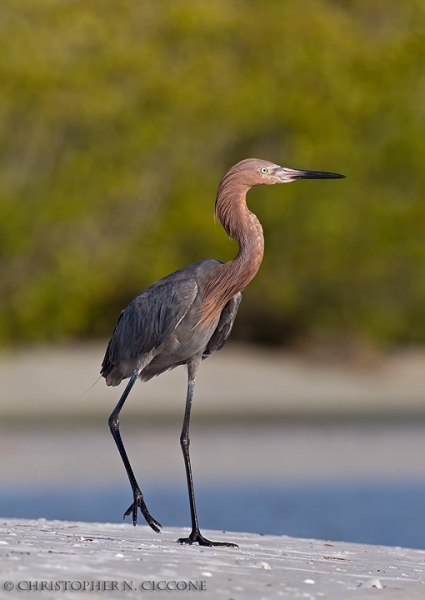 Reddish Egret