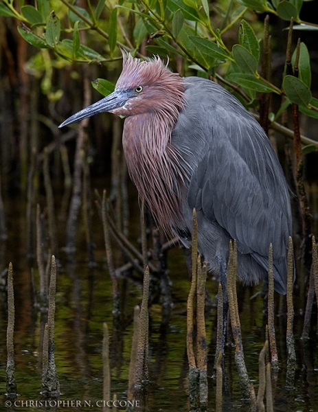 Reddish Egret