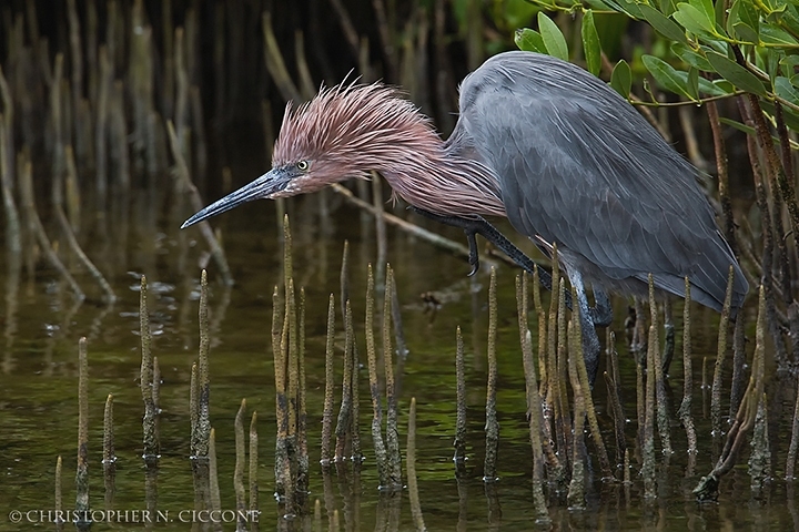 Reddish Egret