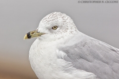 Ring-billed Gull