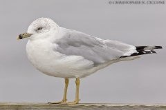 Ring-billed Gull