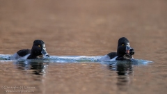 Ring-necked Duck