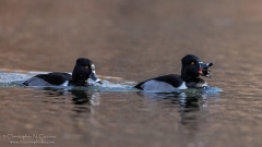 Ring-necked Duck