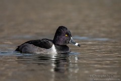 Ring-necked Duck