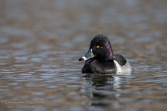 Ring-necked Duck